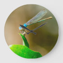 Suche nach fliegeninsekt Natur