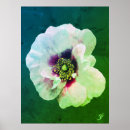 Suche nach weiße rosen poster Rosa