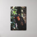 Suche nach chimpanzee leinwandbilder Tier
