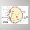 Suche nach menschliches auge poster Anatomisch