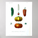 Suche nach squash poster Herbst
