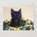 Suche nach lustiges katzen foto postkarten Fotografie