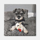 Suche nach schnauzer magnete Niedlich