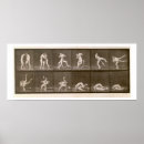 Suche nach muybridge poster 1830 1904