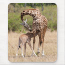 Suche nach tierfotos mousepads Giraffe