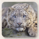 Suche nach schneeleopard untersetzer Leoparden