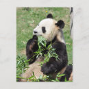 Suche nach niedliche panda postkarten Bamboo