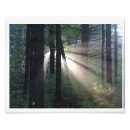 Suche nach mystischer wald poster Holz