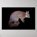 Suche nach possum poster Tiere