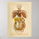 Suche nach veins poster Anatomy