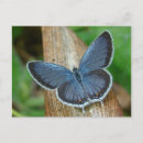 Suche nach coole schmetterlinge postkarten Jede person