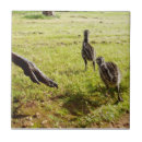 Suche nach emu fliesen Australisch