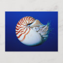 Suche nach nautilus muschel postkarten Übelkeit