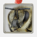 Suche nach antennen ornamente Tier