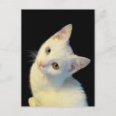 Suche nach turkish postkarten Katze
