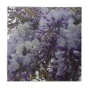 Suche nach wistaria Blume