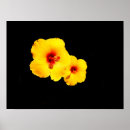 Suche nach gelber hibiskus poster Blume
