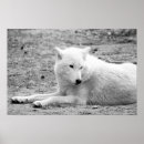 Suche nach fleischfresser poster Wolf