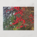 Suche nach winterbeere Rot