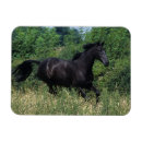 Suche nach gras magnete Reiter