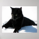 Suche nach katze im schnee poster Katzenliebhaber