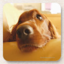 Suche nach er war hinter dem sofa untersetzer Möbel