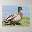 Suche nach mallard poster Geflügel