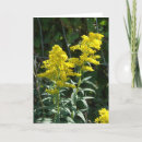 Suche nach unkräuter karten Fotografie