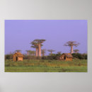Suche nach baobab poster Sonnenuntergang