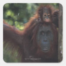 Suche nach orang utan baby aufkleber Wild lebende tiere