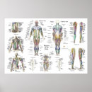 Suche nach anterior poster Muskeln