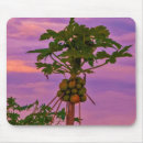 Suche nach papaya mousepads Für alle