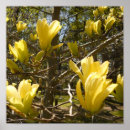 Suche nach blumenphotographie Baum