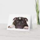 Suche nach staffordshire karten Terrier