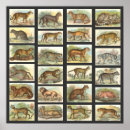 Suche nach wilde katze poster Tiger