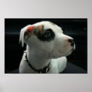 Suche nach bully poster Apbt