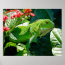 Suche nach leguane poster Natur