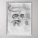 Suche nach pisanello poster Affe