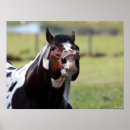 Suche nach paint horse poster Hengst