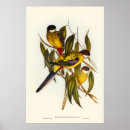 Suche nach parakeet poster Vintag