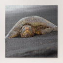 Suche nach turtle puzzle Hawaii