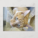 Suche nach orange und weiße katze postkarten Haustiere