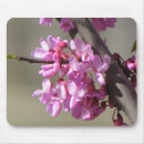 Suche nach redbud baum Bäume