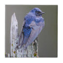 Suche nach nest fliesen Natur