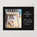 Suche nach weißer hund postkarten Lustig