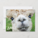 Suche nach alpaca postkarten Lächeln