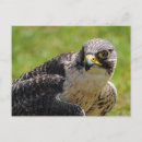 Suche nach wanderfalke postkarten Jede person