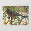 Suche nach amerikanischer vogel postkarten Rotkehlchen