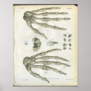 Suche nach bones poster Anatomy