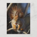 Suche nach eichhörnchen foto postkarten Winter